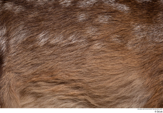 Deer doe back fur 0002.jpg